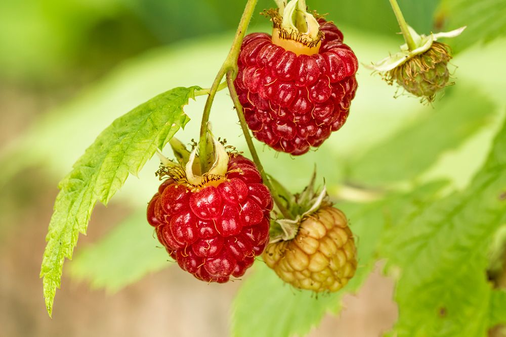 Issaquah-Washington State-USA Cluster of raspberries in various stages of ripeness